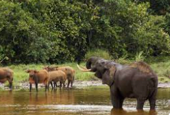 Vida salvaje en el Parque Nacional Odzala - Aventuras en la República del Congo