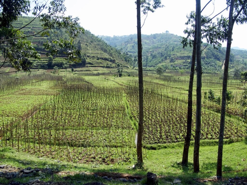 Homenaje en el Memorial del Genocidio de Kigali - Reflexión y memoria en Rwanda